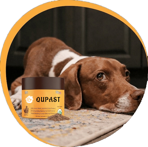 The Supplement For Dogs With Lumps & Bumps Limited Time: Give Your Dog Extra Care Today ⏳🐶.