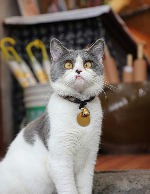 Slim Cat Collar with Gold Bell & Round ID Tag – Safety Breakaway Buckle