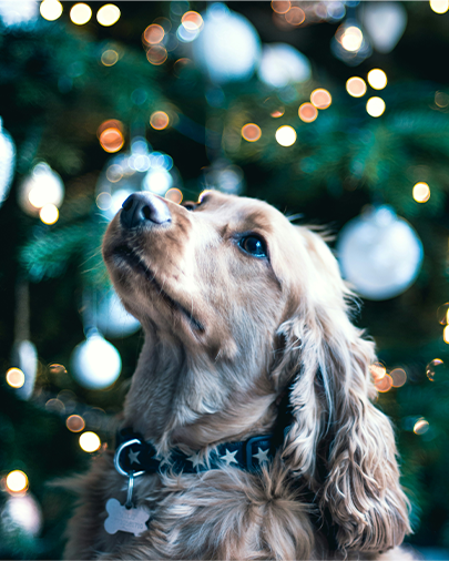 Star Pattern Dog Collar with Metal ID Tag – Adjustable & Durable