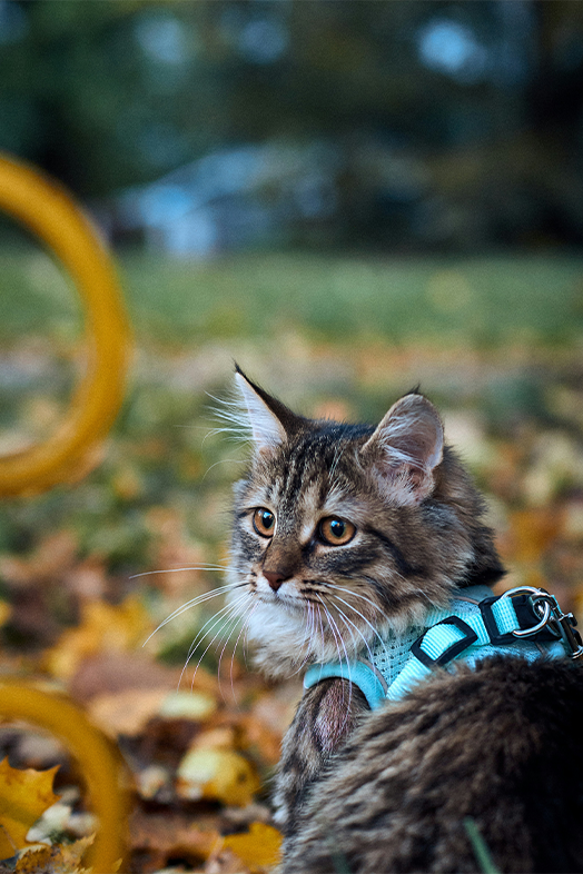Breathable Mesh Cat Harness Vest – Escape-Proof, Adjustable & Lightweight
