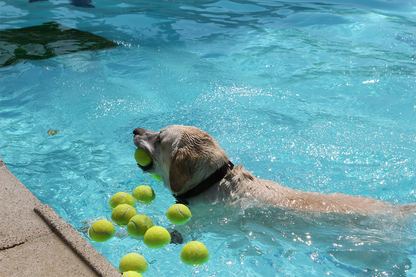 Dog Tennis Ball Set – Durable Felt, Floats on Water, Fetch & Chew Toy