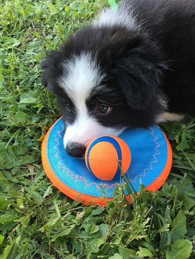 2-in-1 Dog Frisbee & Squeaky Ball Fetch Toy Set – Outdoor Interactive Play